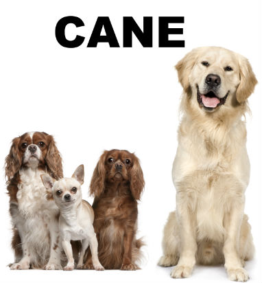 PROVA CANE