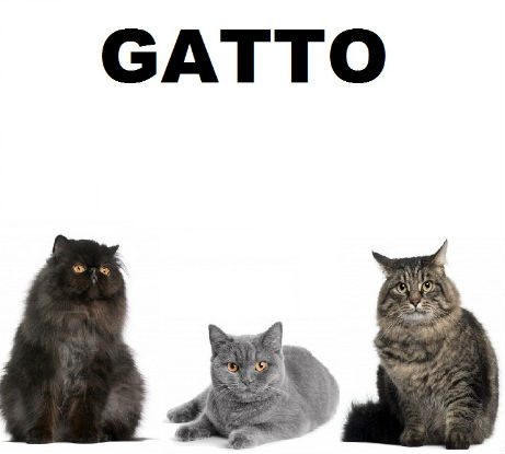 provA GATTO