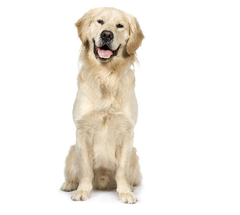 cane2
