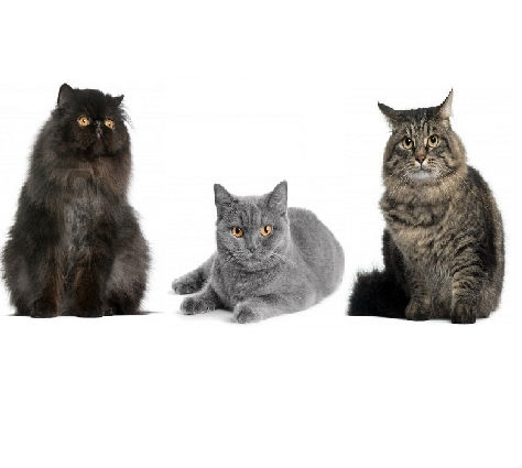gattoprova